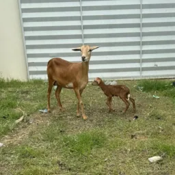 Rifa de uma ovelha parida