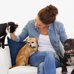 Promoção Pets