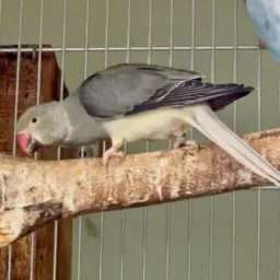 🦜* FÊMEA CLEARTAIL CINZA TURQUESA 2025.*