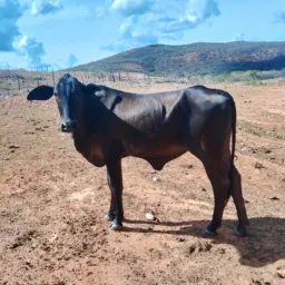 🚨Novilha mestiça de nelore 🐄🐮🚨
