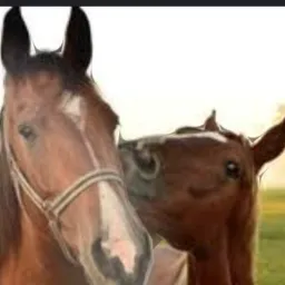 RANCHO DAS ÉGUAS COMPRA E VENDA DE CAVALOS, ÉGUAS, ANIMAIS DO AGRO