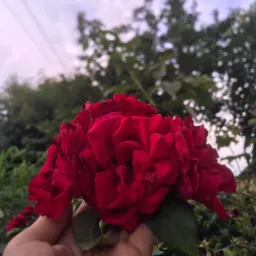 🌸Cantinho das plantas e flores de artesanato🌸🌹🌻💐🌺