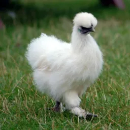 Aves exóticas do mundo