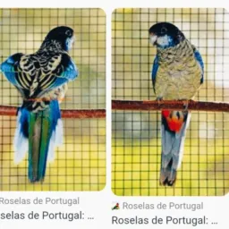 SOMENTE ROSELAS E RING NECK ,MATO GROSSO MT