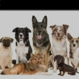 🐼🐱 mercado livre dos Pinchers e outros animais 🐶🐼🐻