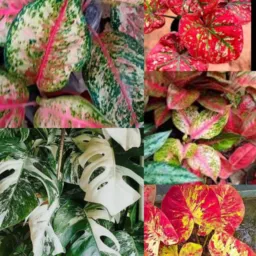 Vendas e trocas de plantas de São Miguel do Guamá