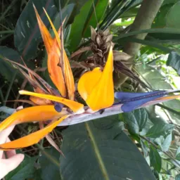 Grupo d plantas vendaa e trocas d mudass Riacho grande🪴🌻🌷
