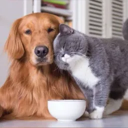 Tudo para seu pet
