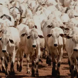Compra e Venda só de gado Buritis e região