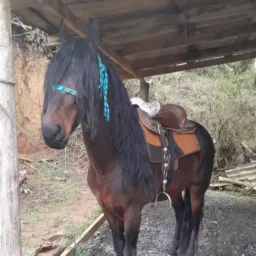 Amigos do cavalo vendas e trocas 🐴