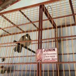 Rifa de um trinca-ferro