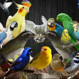 Vendo ou troco pássaro Rio Bonito Tanguá Itaboraí manilha Alcântara RJ 🐦 só
