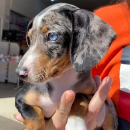 Somente Basset e Chihuahua 🐕