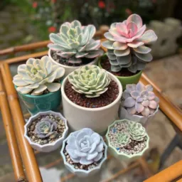 SÓ PLANTAS !🌱