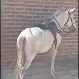 Rifa de um Cavalo 🐎🍀💥