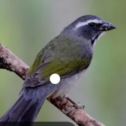 Vendê tudo piracicaba