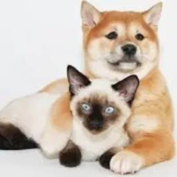 DOAÇÕES de Cães e gatos e afins 🐶🐱🐰🐤🐹🕊 (Bauru e região)