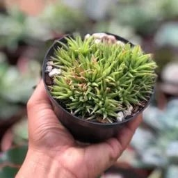 Florescer 🌹🌸💐🪴🌵🌱