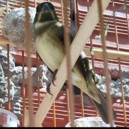 🦅 ROLO E VENDA GUARULHOS SP 🤝