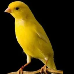 Paraíso das aves @oficial