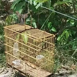 Rifa Pardo Fenômeno 🐦