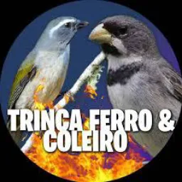 bora pro rolo anchieta