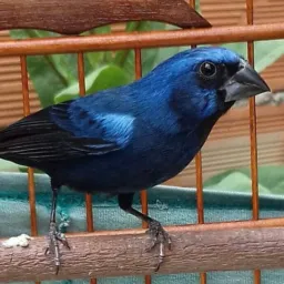 Criadores de passarinho de Campina grande pb e regiões 🌵