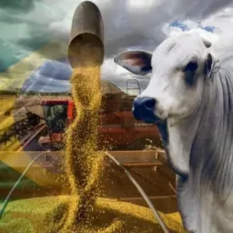 🐂compra e venda de gado🐃