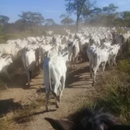 grupo dos vaqueiros brasileiro🐂🐂💪