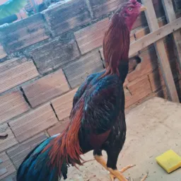 Vendas de animais taiobeiras regiao