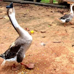 Avicultores Zona da Mata