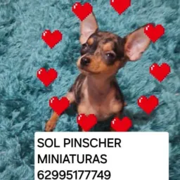 Pincher e todas as raça petes 🐶