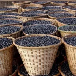 Distribuição Açaí de Moju / Salinas / Belém / Castanhal