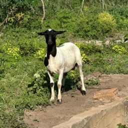 RIFA DOS AMIGOS🐑