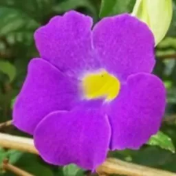 VENDAS E TROCAS DE PLANTAS