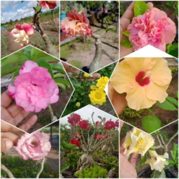 VENDA E TROCAS DE PLANTA⚘