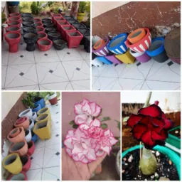 🪴Jarros e plantas de União🪴