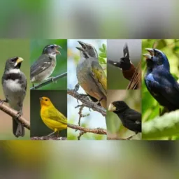 Passarinheiros SJC e Região