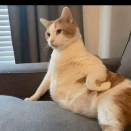 Vamos a judar  os animais🐶🐱