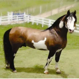 Venda de cavalo  sc 🐎🐎