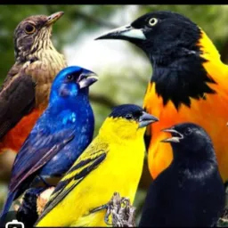 CRIAR E PRESERVAR. DF.E ENTORNO 🕊️🦆🐥🐓🦜🦚🦃