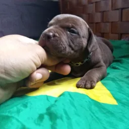 🇧🇷AMIGOS DA CRIAÇÃO BULLY E MONSTER 💥CG💥🐶