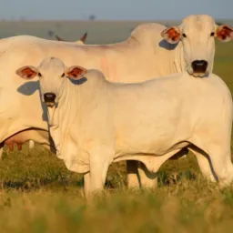 Compra e venda de gado Felipe Augusto 🐂🐂🐂