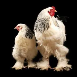 VENDAS DE ANIMAIS AVES  EXÓTICAS FORTALEZA E REGIÃO.