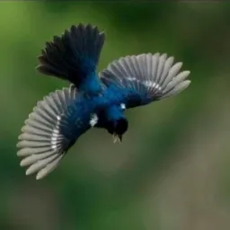 ENGENHEIRO PEDREIRA (GRUPO DE AVES)🦅