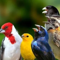 Apaixonados por passeriformes Recife (pé)!