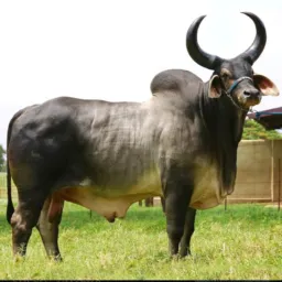 Compra e venda de gado e produtos caipira MM