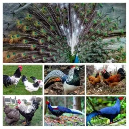 Aves ornamentais 014🦆🐓🦃🦚🦢