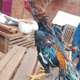 Criações e vendas galos MT...🐣🐥🐔