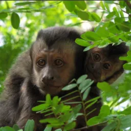 Selva macaco prego 🐒